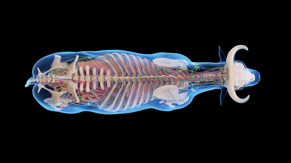 Cattle anatomy, illustration