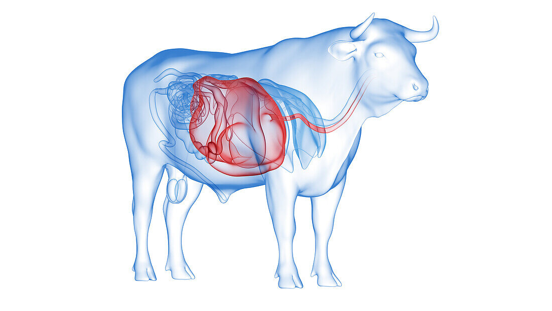Cattle stomach, illustration