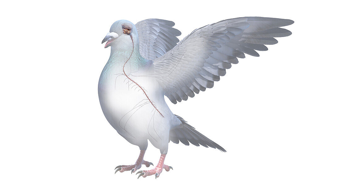 Pigeon nervous system, illustration