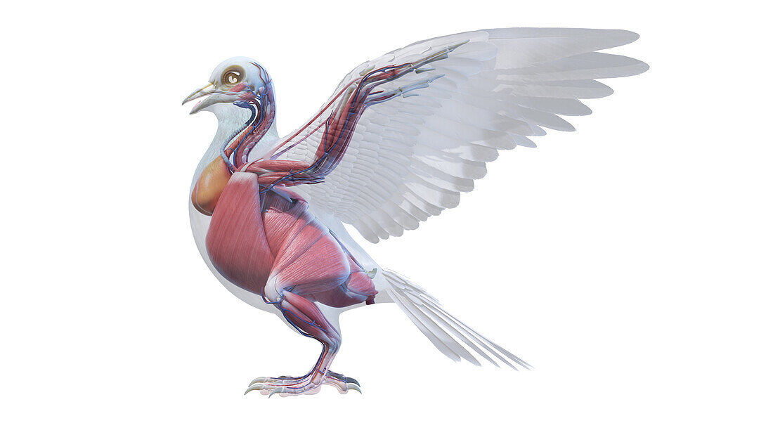 Pigeon anatomy, illustration