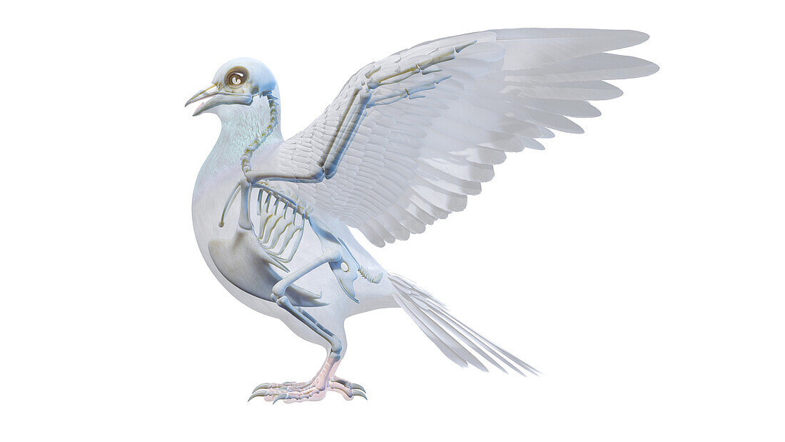 Pigeon skeleton, illustration