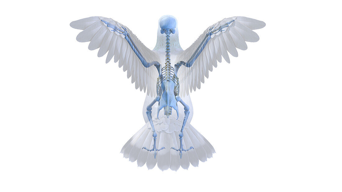 Pigeon skeleton, illustration