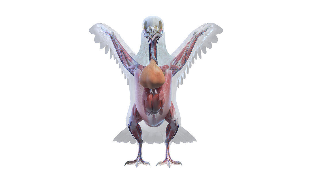 Pigeon anatomy, illustration