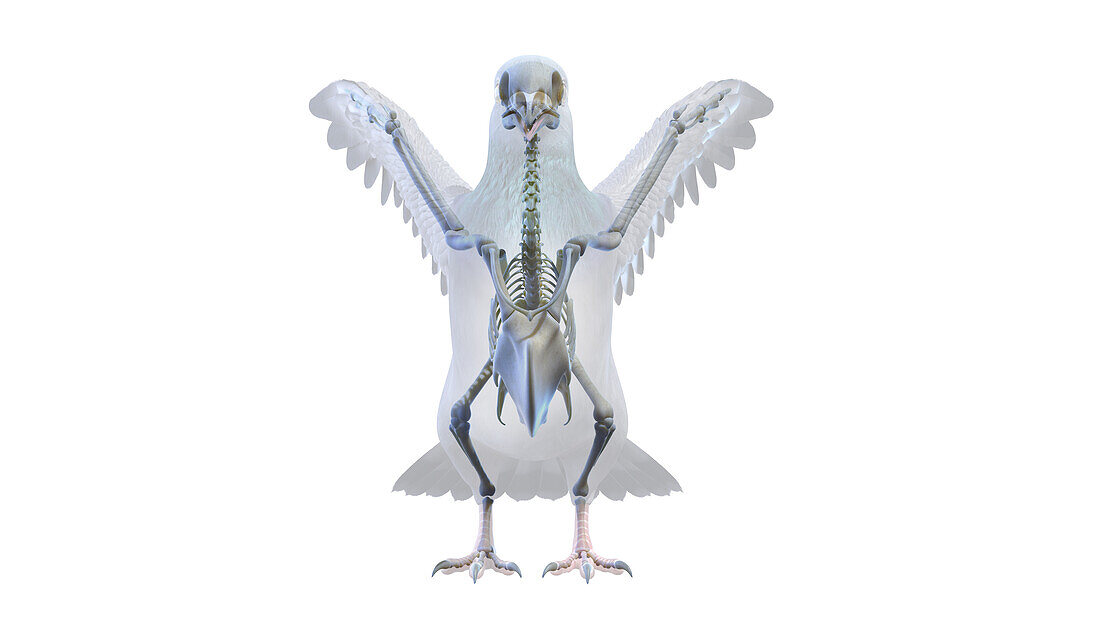 Pigeon skeleton, illustration