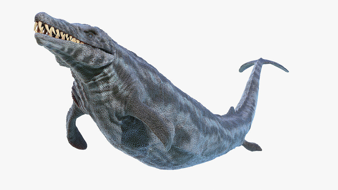 Basilosaurus, illustration