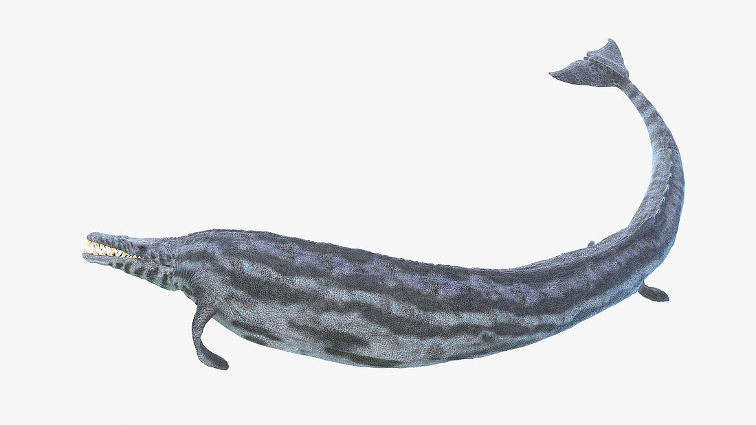 Basilosaurus, illustration