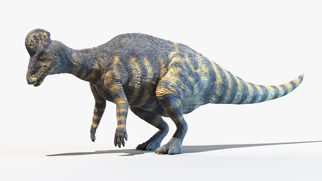 Corythosaurus, illustration