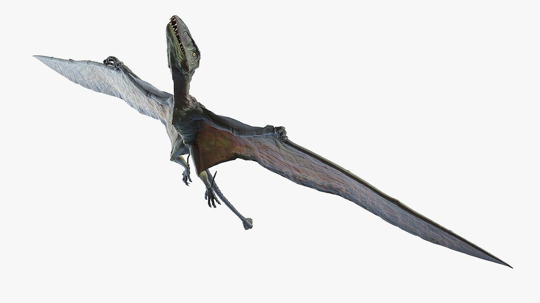 Dimorphodon, illustration