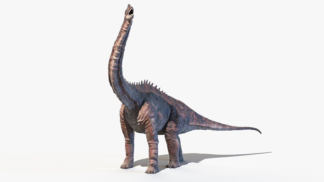 Europasaurus, illustration