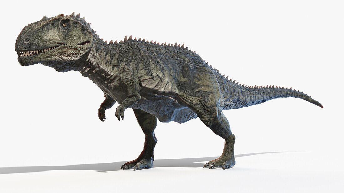 Giganotosaurus, illustration