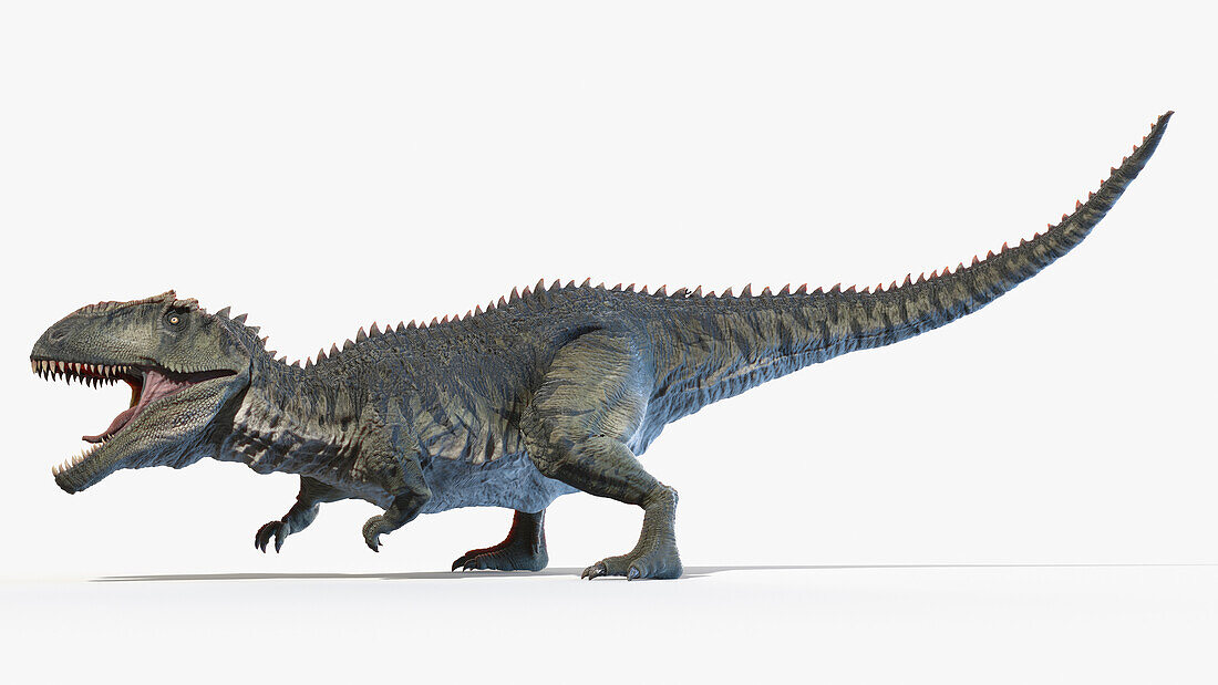Giganotosaurus, illustration