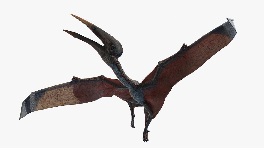 Hatzegopteryx, illustration