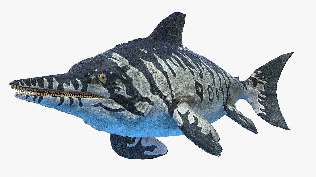 Ichthyosaurus, illustration