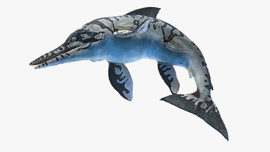 Ichthyosaurus, illustration