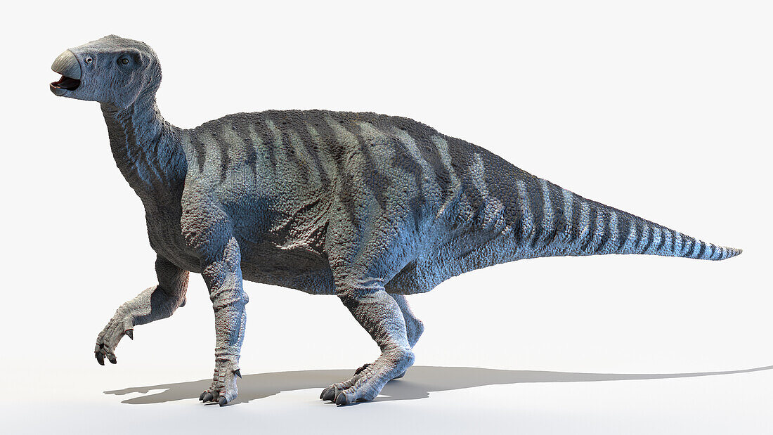 Iguanodon, illustration