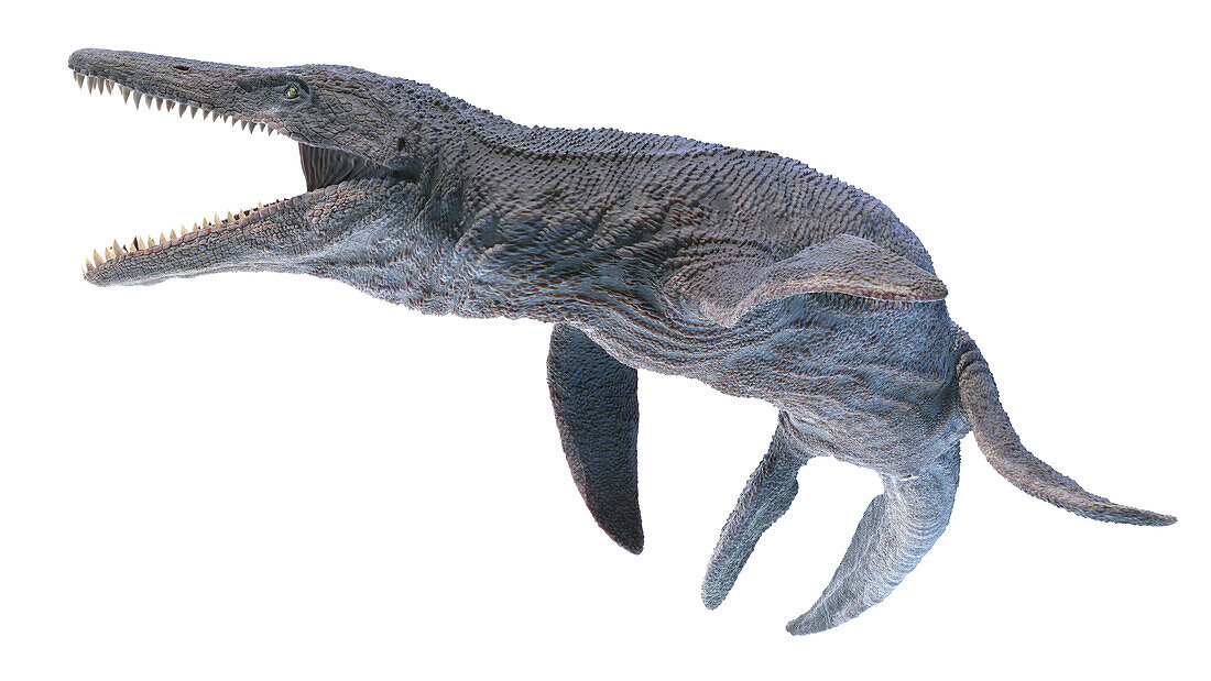 Kronosaurus, illustration