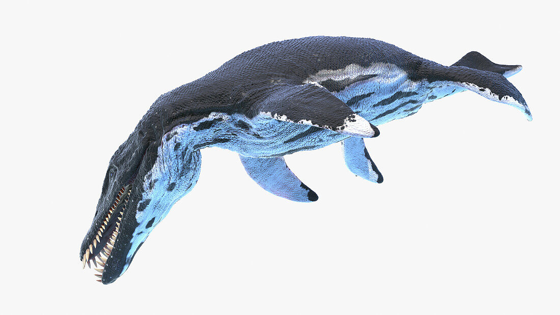 Liopleurodon, illustration