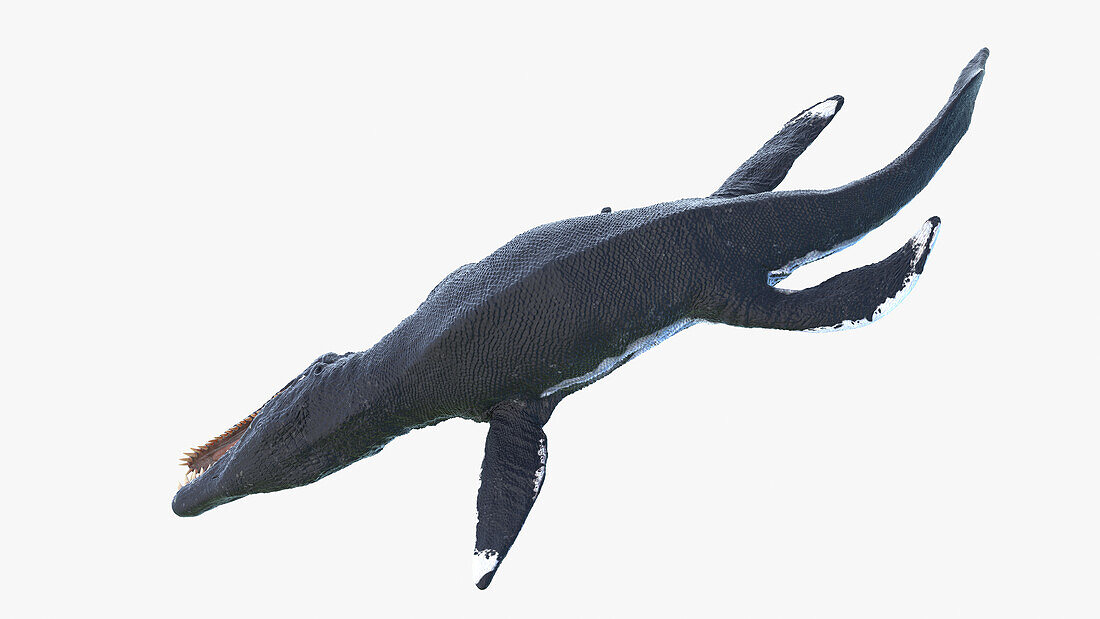 Liopleurodon, illustration