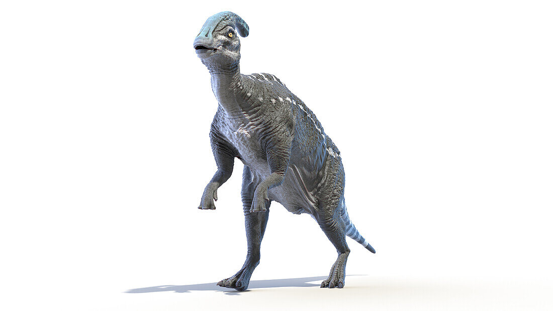 Parasaurolophus, illustration
