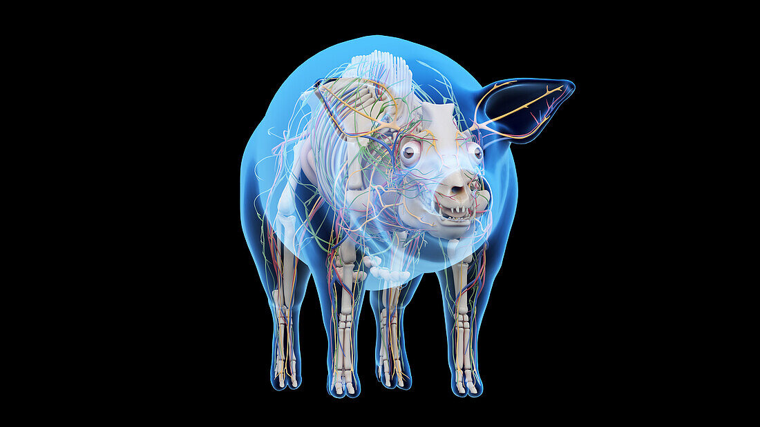 Pig anatomy, illustration