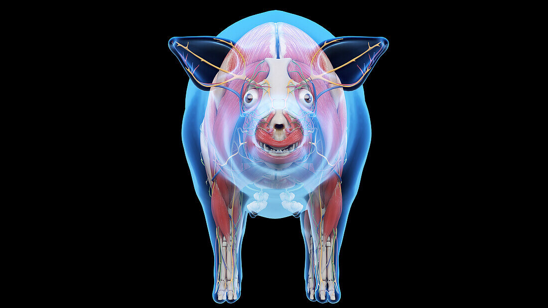 Pig anatomy, illustration