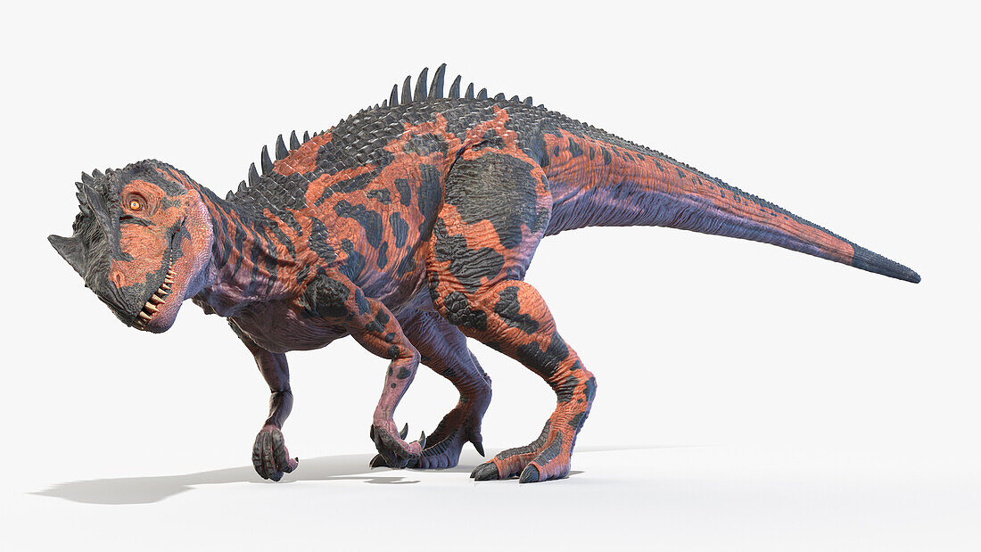 Allosaurus, illustration