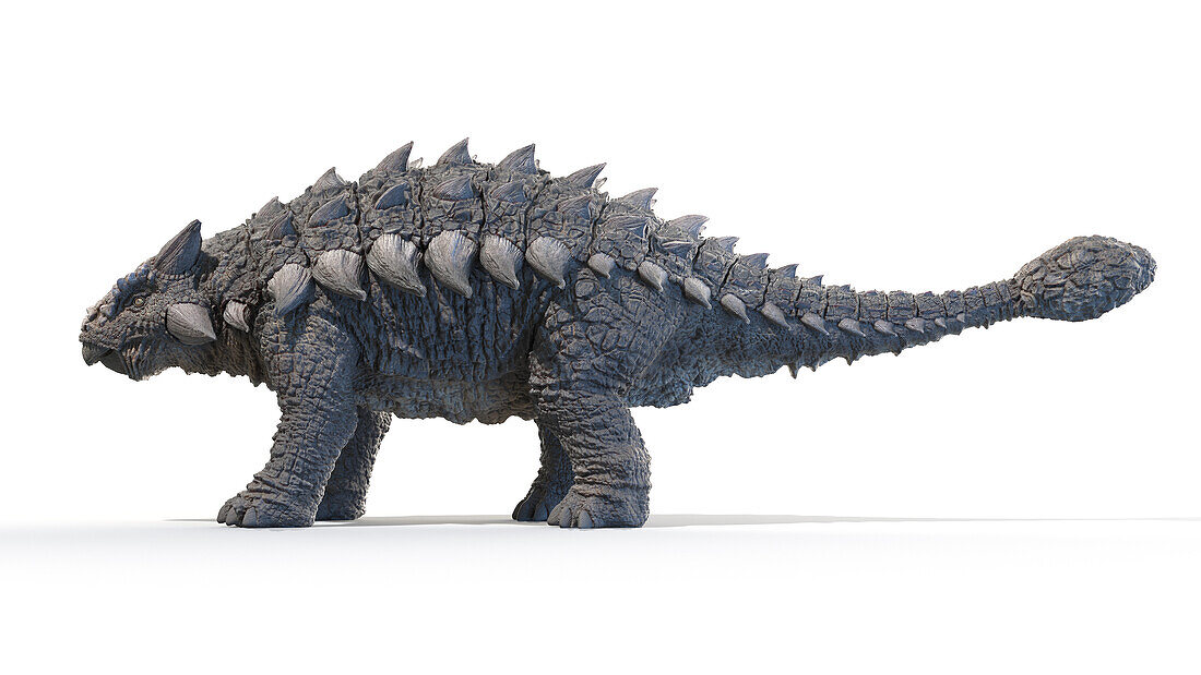 Ankylosaurus, illustration