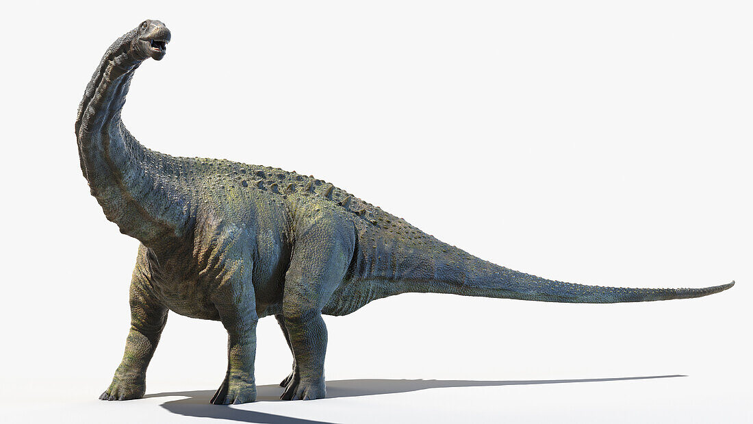 Apatosaurus, illustration