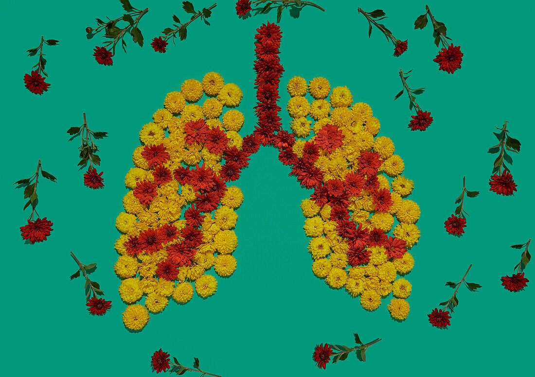 Lungs, conceptual image