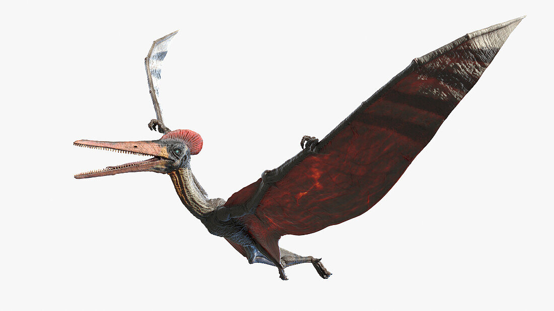 Pterodactyl, illustration