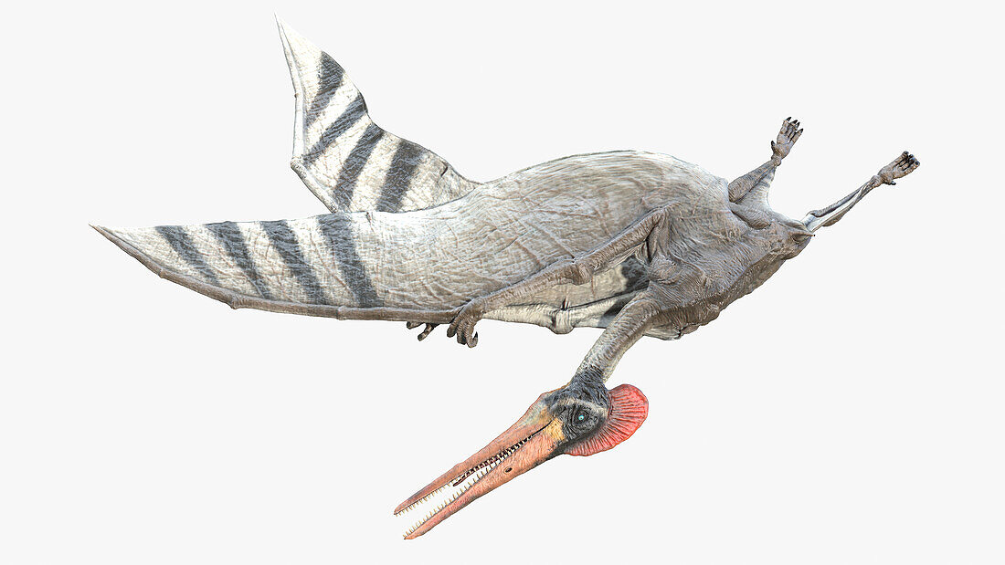 Pterodactyl, illustration