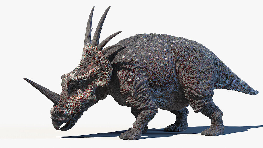 Styracosaurus, illustration