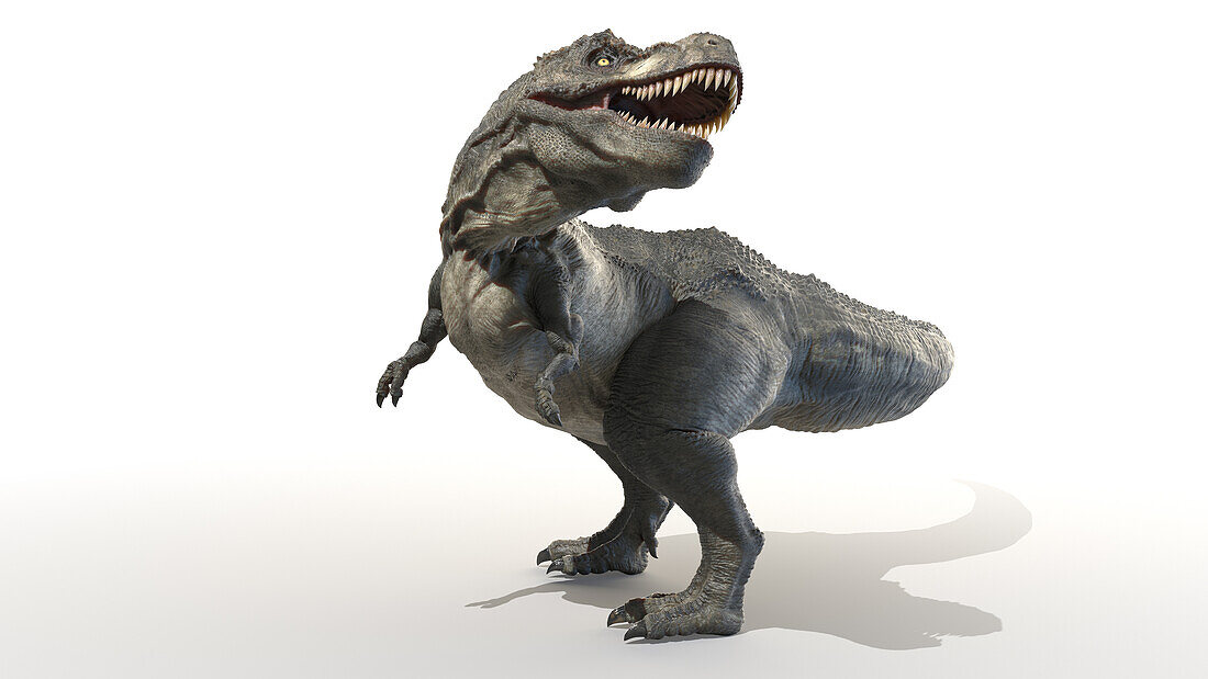 Tyrannosaurus rex, illustration