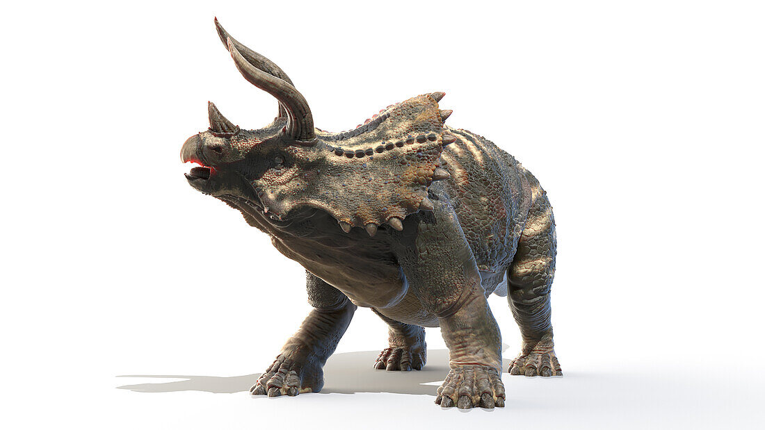 Triceratops, illustration