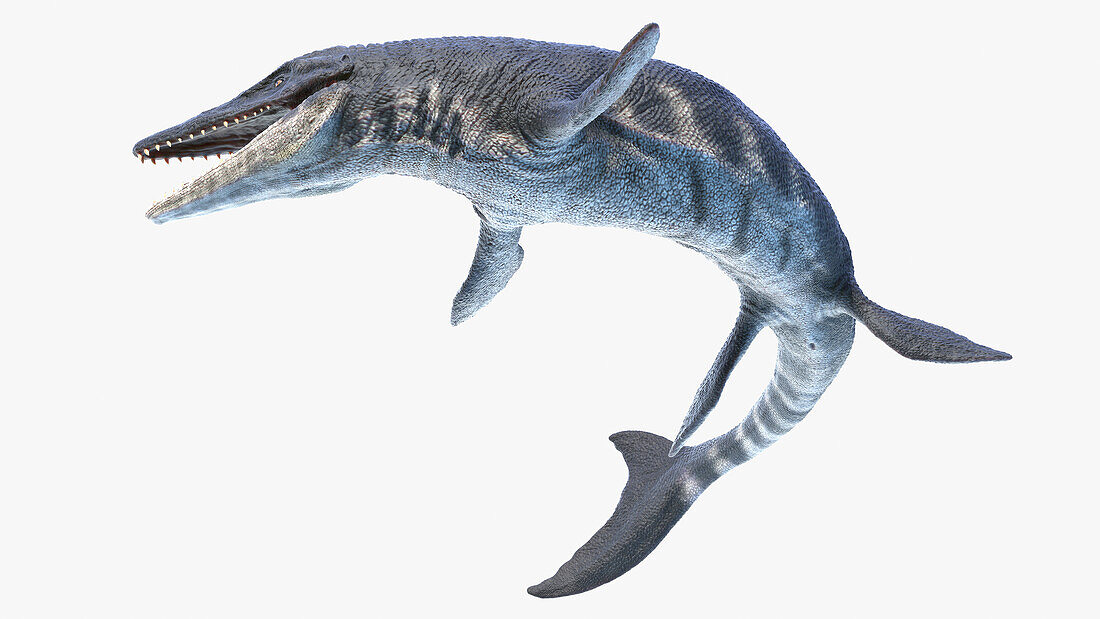 Tylosaurus, illustration