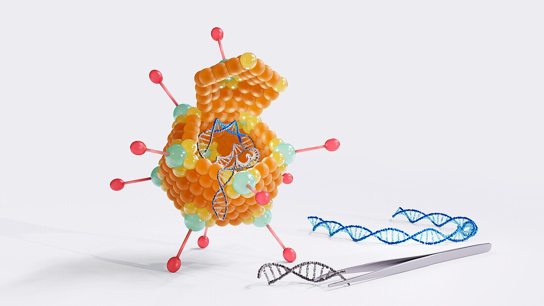 Genetically modified adenovirus, illustration