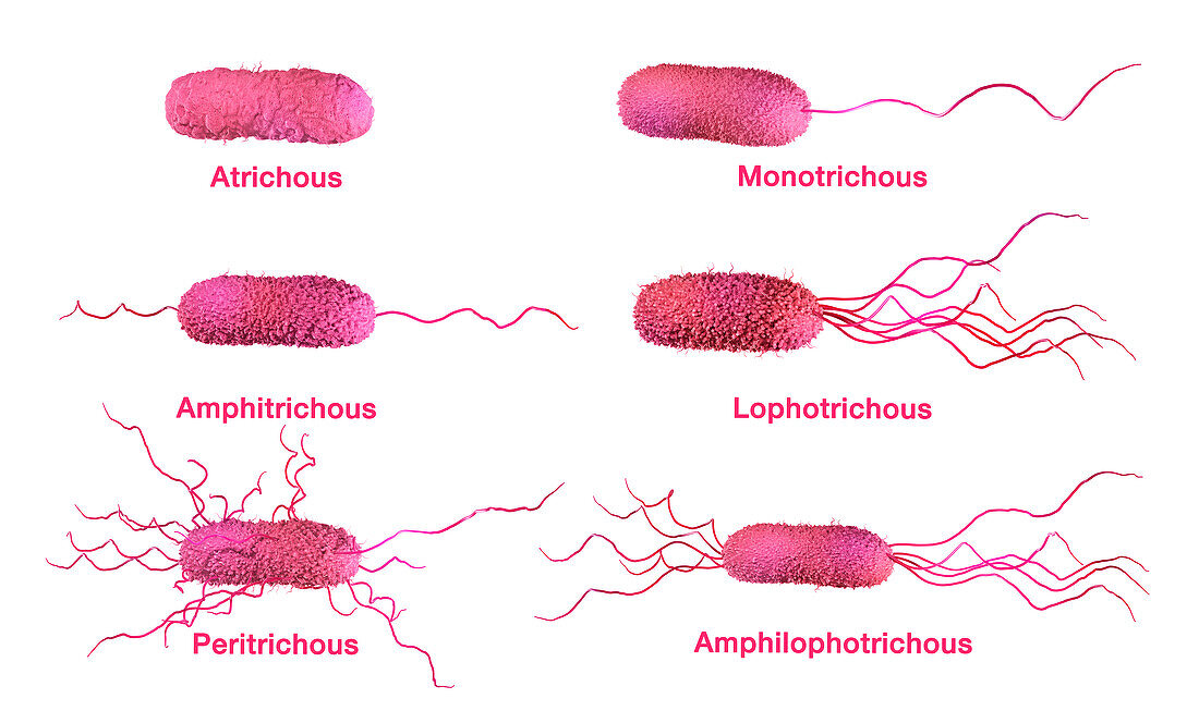 Bacteria flagella types, illustration