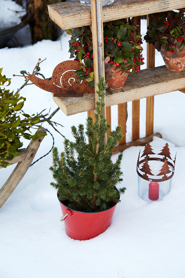 Winter garden decoration with plants and lantern