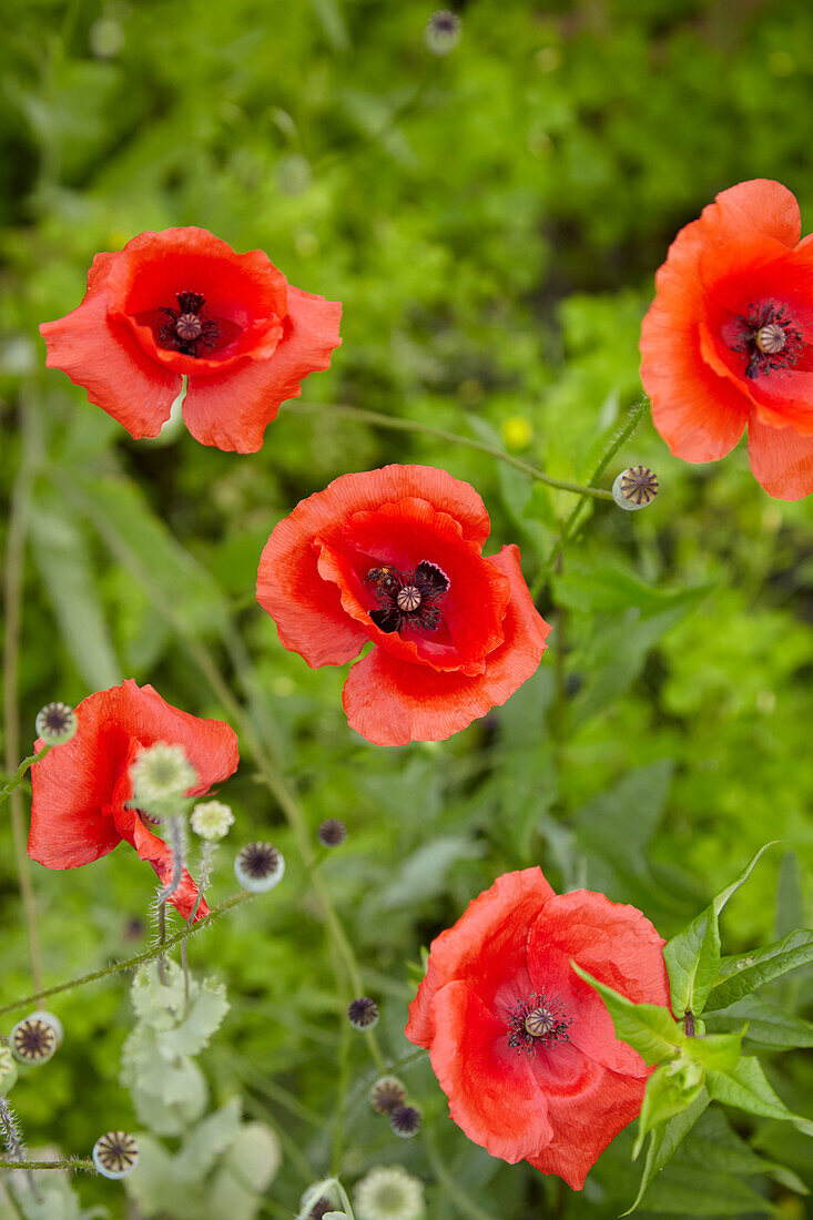 Poppies in a meadow
