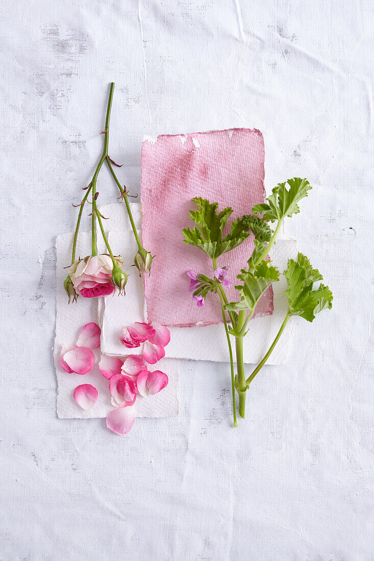 Rosenzweig mit Blüten und Rosengeranienzweig auf rosa Papier