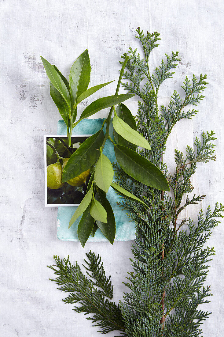 Bergamottenblätter, Foto mit Bergamottenfrucht und Ast einer Zypresse (Duft herb, strukturierend)