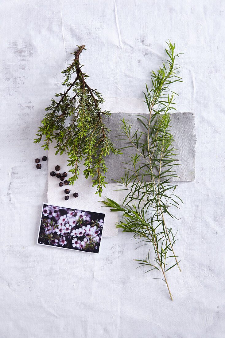 Branches of tea tree and juniper with berries and a picture of manuka blossom (scent cleansing, clarifying)