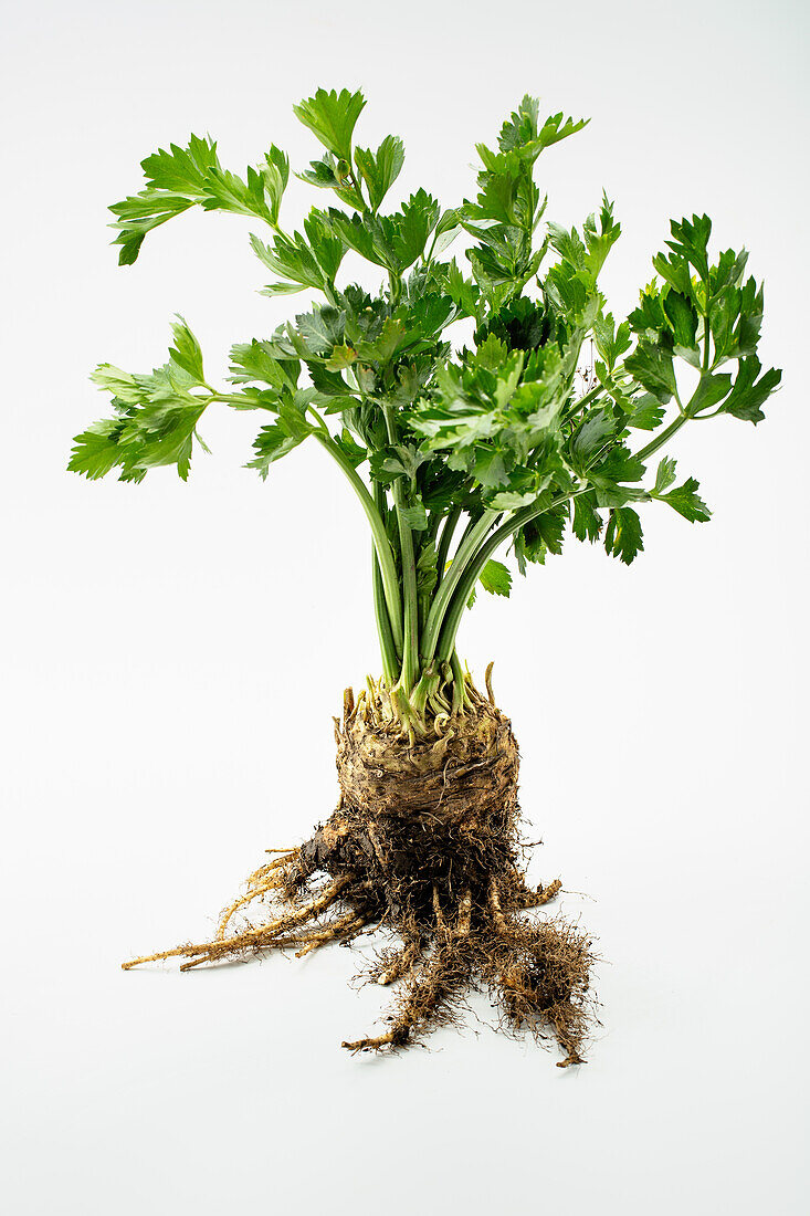 Celeriac with soil