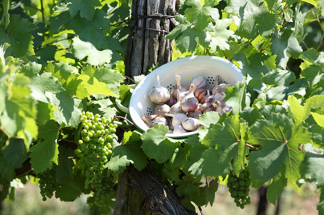 Weintrauben und Knoblauch gedeihen in perfekter Harmonie