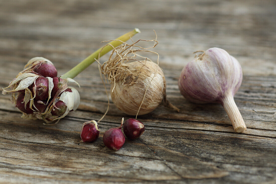 Knoblauch bildet oberirdisch seine Samen aus - die Brutzwiebel