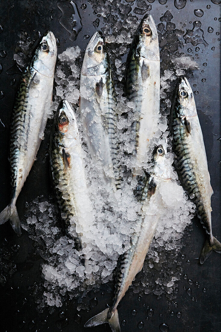 Chilled fresh mackerel on ice