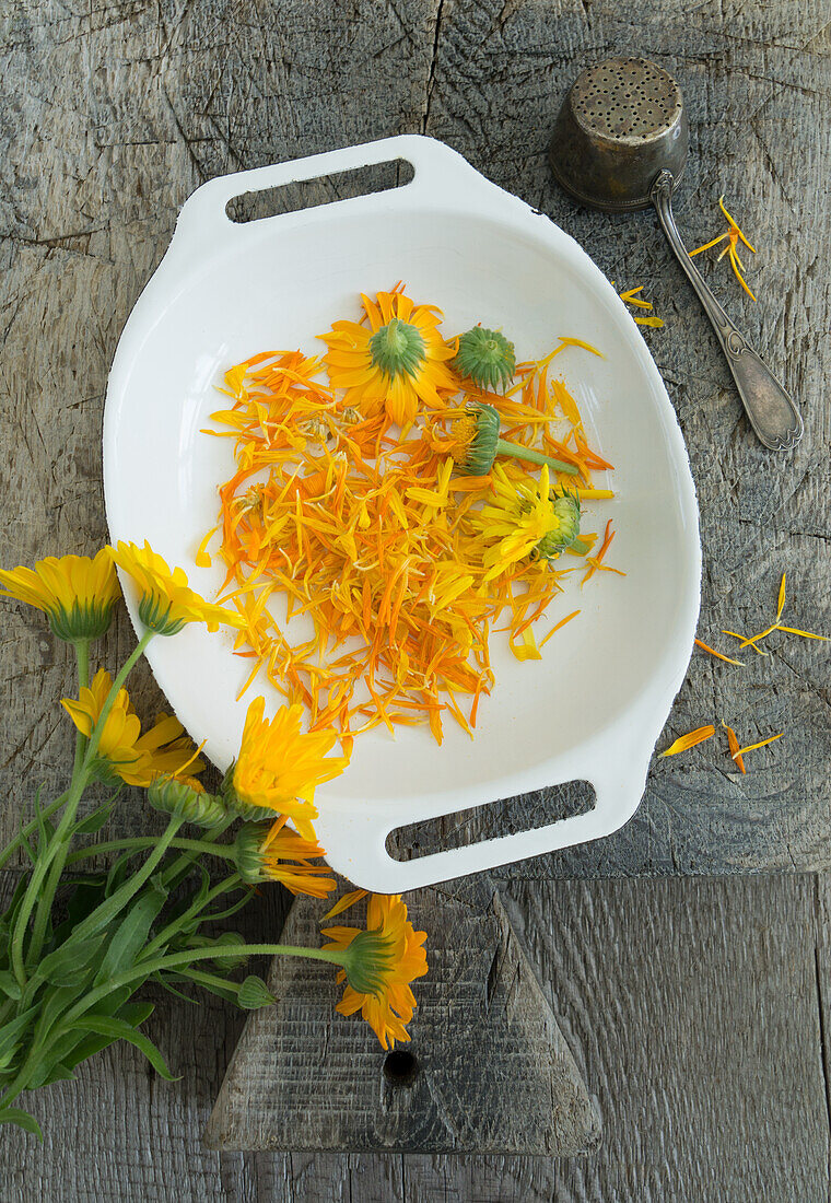 Petals of marigolds, prepared for drying, with fresh flowers