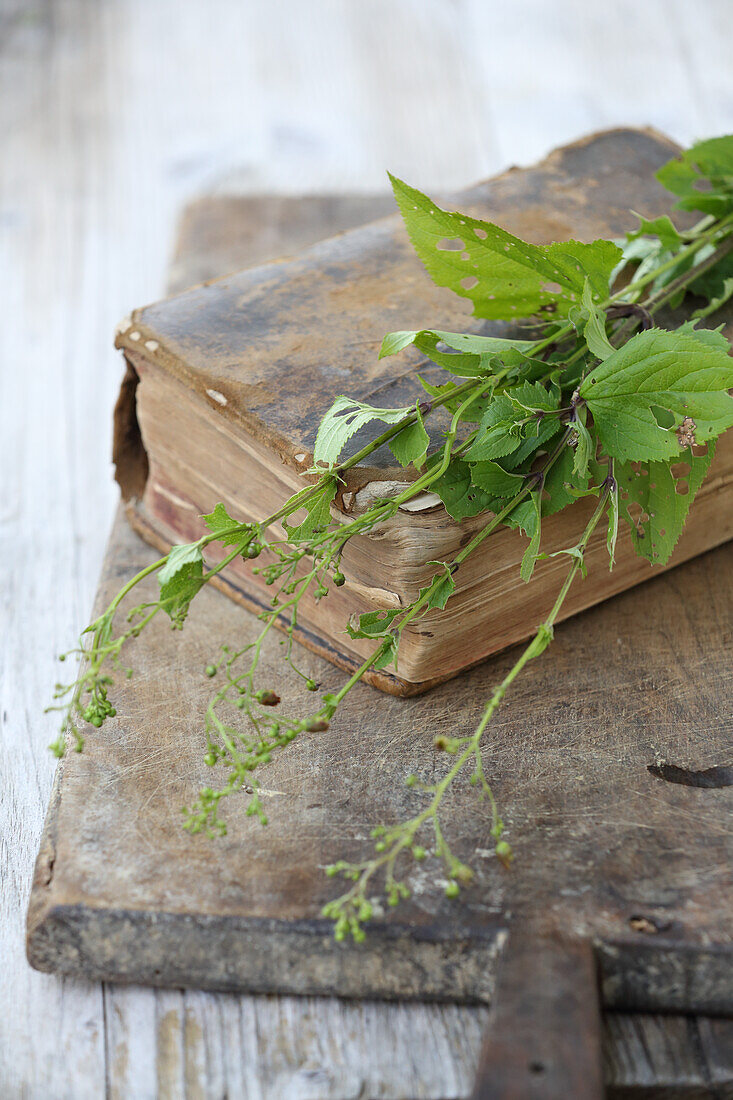 Medicinal herbs and book with old recipes