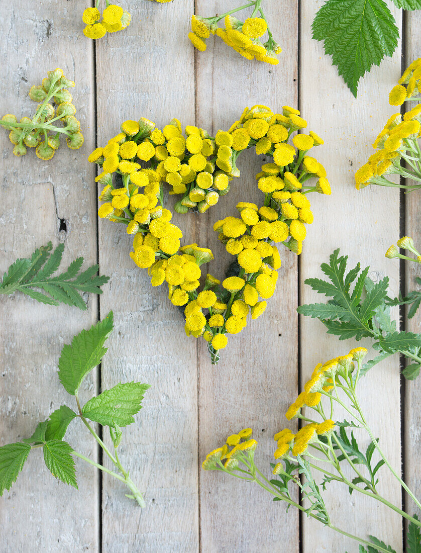 Heart of tansy (Tanacetum vulgare) with blackberry leaves