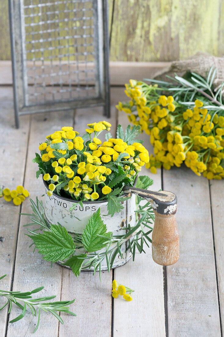 Strauss aus Rainfarn (Tanacetum vulgare) in Messbecher mit Holzgriff, dekoriert mit Rosmarin und Brombeerblätter